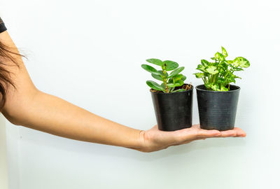 Midsection of person holding potted plant against white background