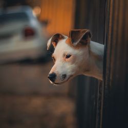 Close-up of dog looking through window