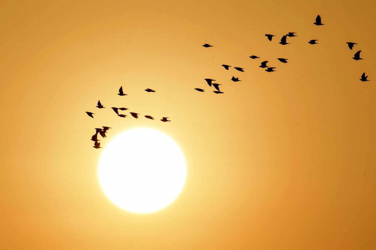 BIRDS FLYING IN SKY