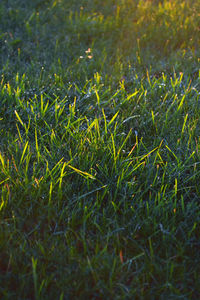 Close-up of wheat growing on field