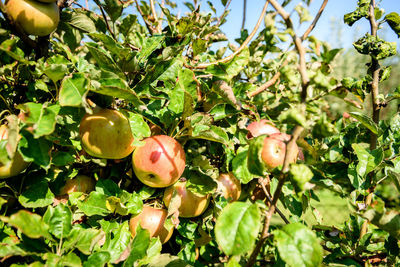 Fruits growing on tree