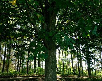 Low angle view of trees in forest