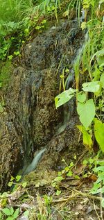 High angle view of water flowing in forest