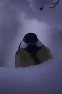 Close-up of silhouette on snow against sky