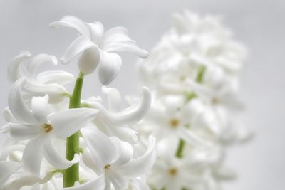 Close-up of white flowers blooming outdoors