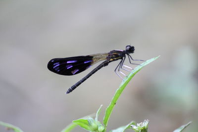 Close-up of insect on plant