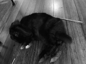 High angle view of cat lying on hardwood floor