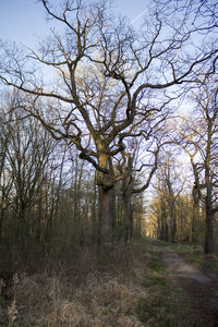 Low angle view of bare trees against sky
