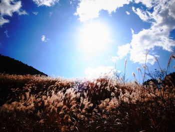 Plants growing on field against sky