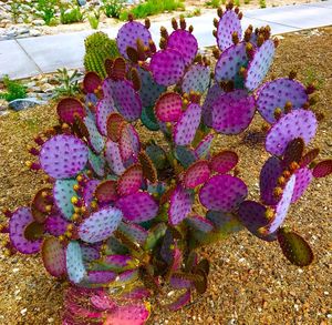 Close-up high angle view of flowers
