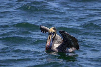 View of pelican swimming in sea