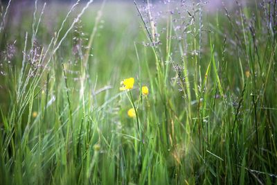 Close-up of yellow flowering plants on field