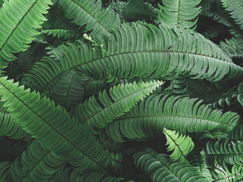 Full frame shot of fern leaves