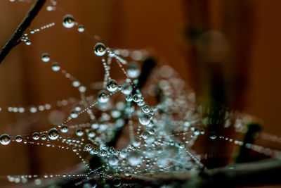 Close-up of water drops on plant