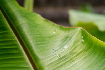 Close-up of green leaf