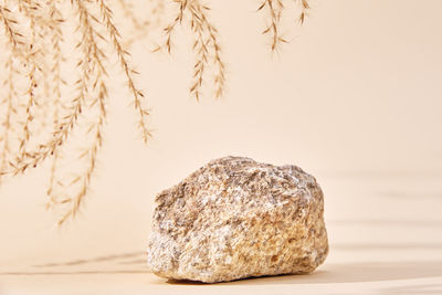 Stone podium and dry plant on beige background