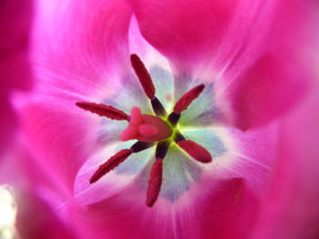 Close-up of pink flower blooming outdoors