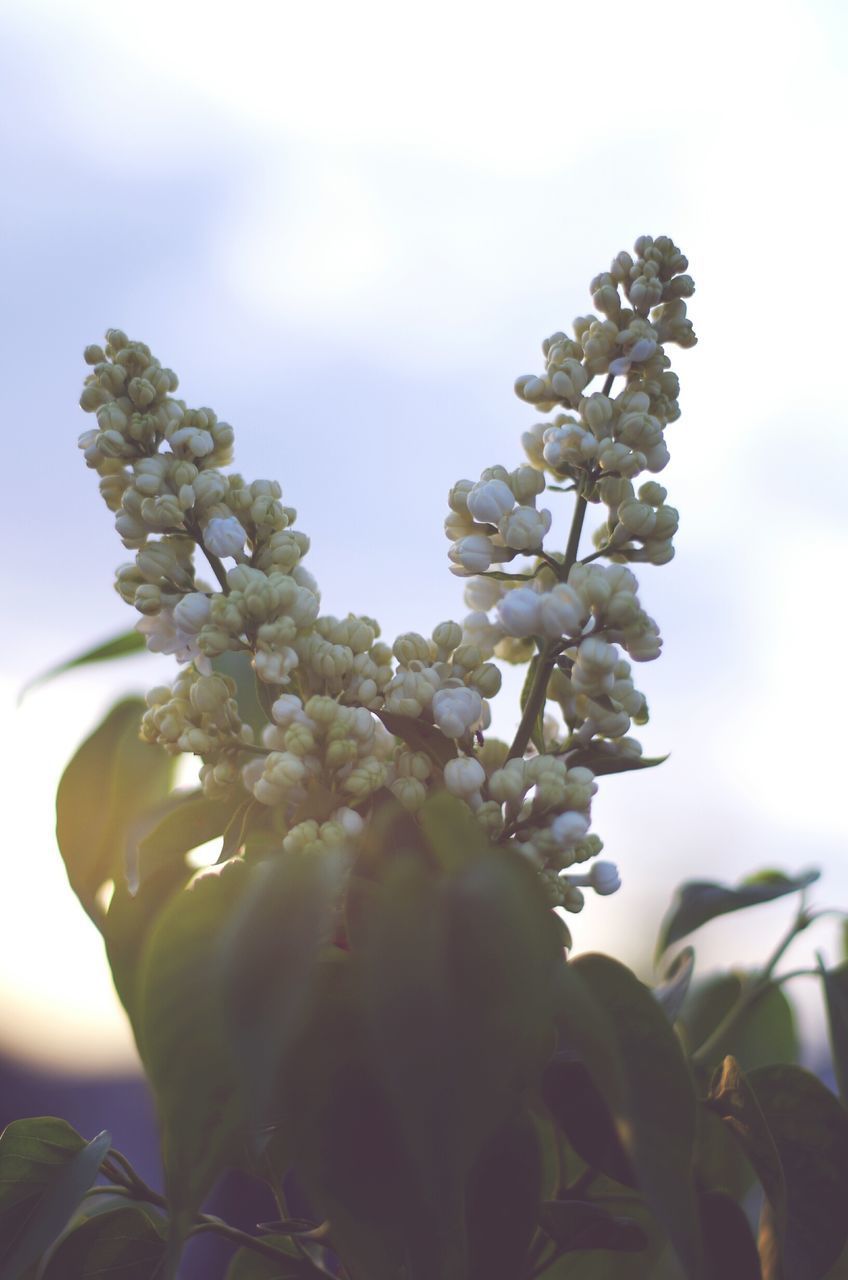 CLOSE-UP OF FLOWERING PLANT AGAINST SKY