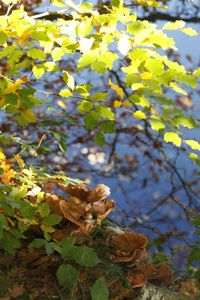 Close-up of bird perching on tree