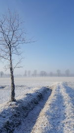 Bare trees on snow covered field against sky