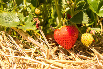 Close-up of strawberry growing on plant in field