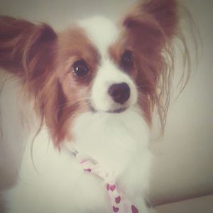 Close-up portrait of dog at home