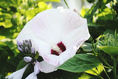 Close-up of white flowering plant