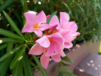 Close-up of pink flower