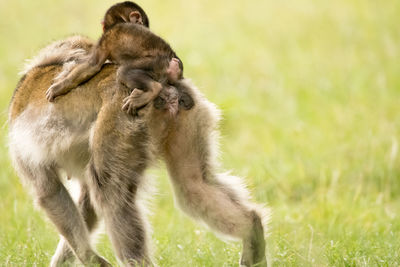 Monkey with infant on field