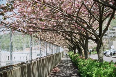 View of footpath along trees