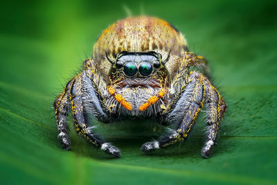 Close-up of spider