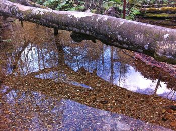 Reflection of tree in puddle