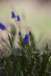 Close-up of purple flowering plant on field