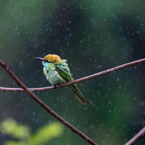 Low angle view of bird perching on branch