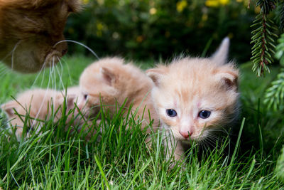 View of kitten on field