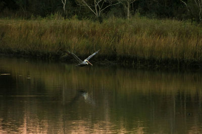 Swan flying over lake