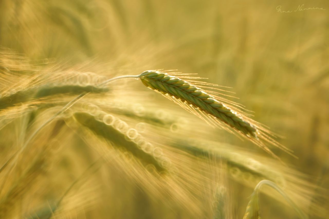 CLOSE-UP OF WHEAT CROP IN FIELD