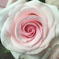 Macro shot of pink rose