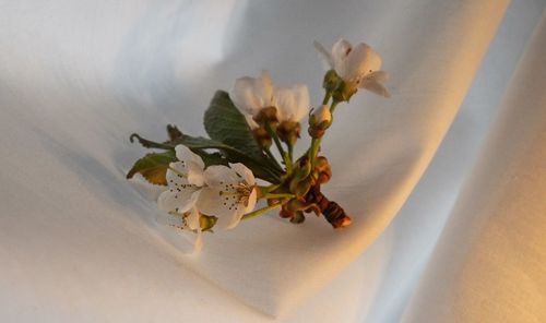 Close-up of flowers