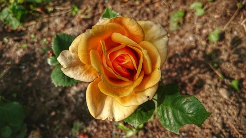 Close-up of rose