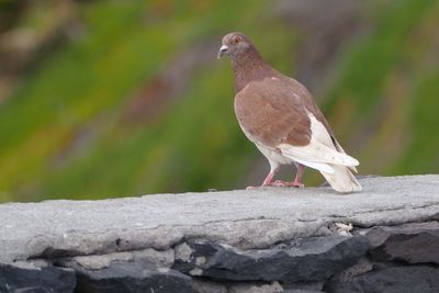 Bird perching on railing