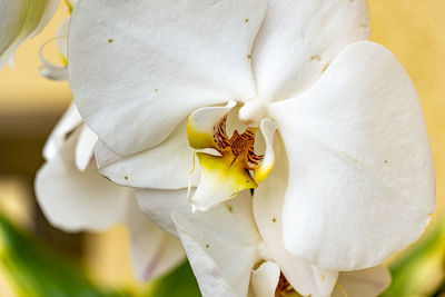 Close-up of white rose flower