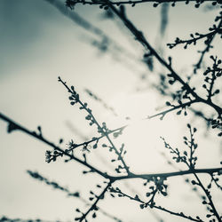 Low angle view of branches against sky