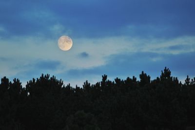 Low angle view of silhouette trees against sky at night