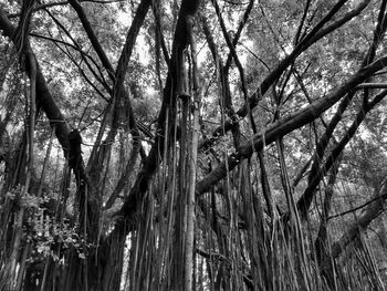 Low angle view of bamboo trees in forest