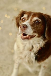 High angle close-up of dog looking away