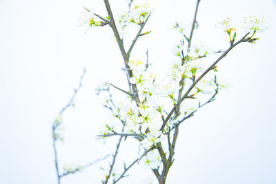 Close-up of flowering plant against white background