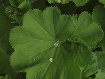 Full frame shot of green leaves