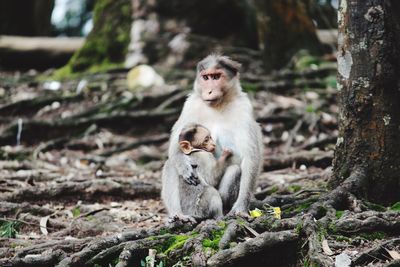 Monkey sitting on stone wall