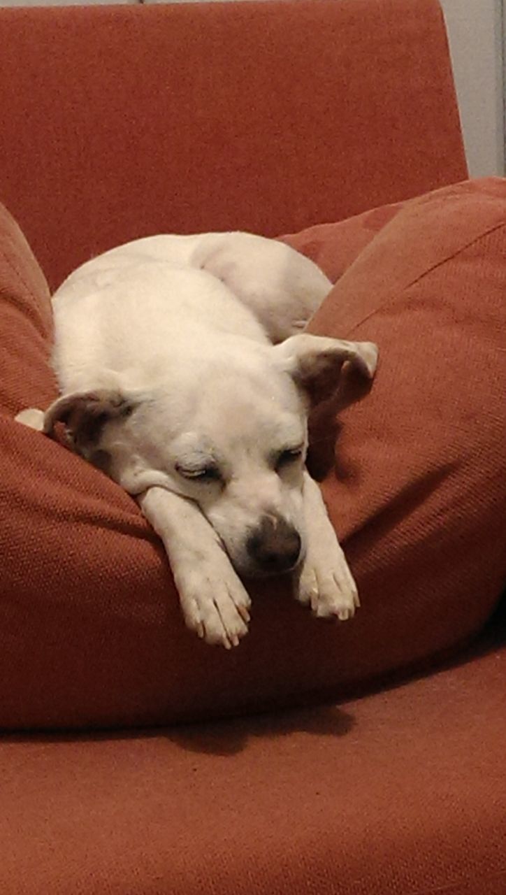 DOG LYING ON SOFA